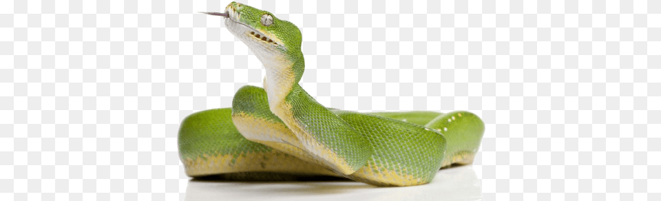 Green Snake Clipart Green Tree Python, Animal, Reptile, Green Snake Png Image