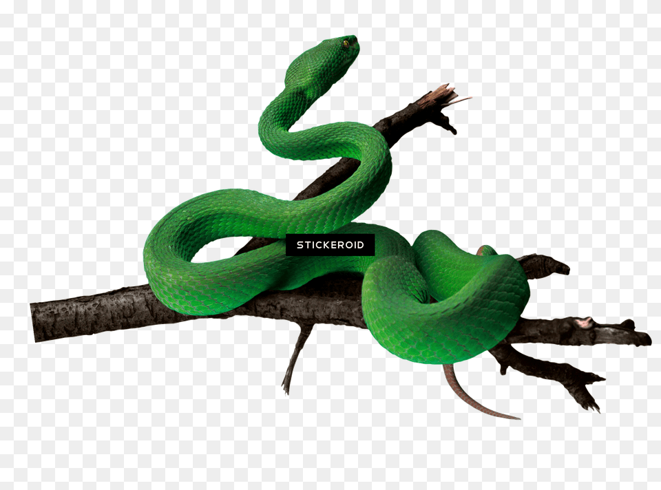 Green Snake Photos, Animal, Reptile, Green Snake Free Transparent Png