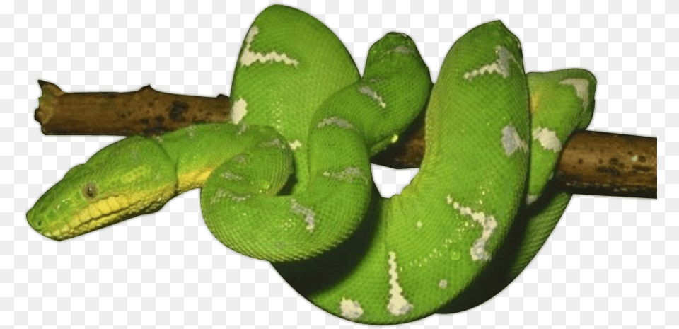 Green Snake Photos Clear Background Green Snake, Animal, Reptile, Green Snake Free Transparent Png