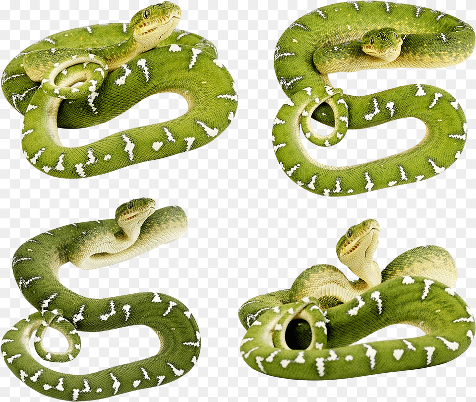 Green Snake Snake No Back Ground, Animal, Reptile, Green Snake Free Png Download