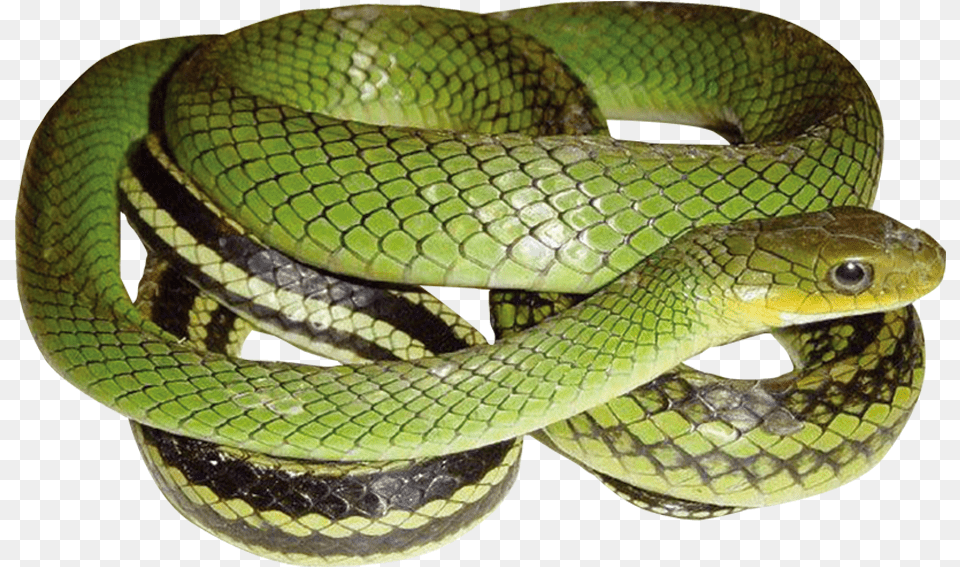 Green Snake With Transparent Ptyas Nigromarginata, Animal, Reptile, Green Snake Png Image