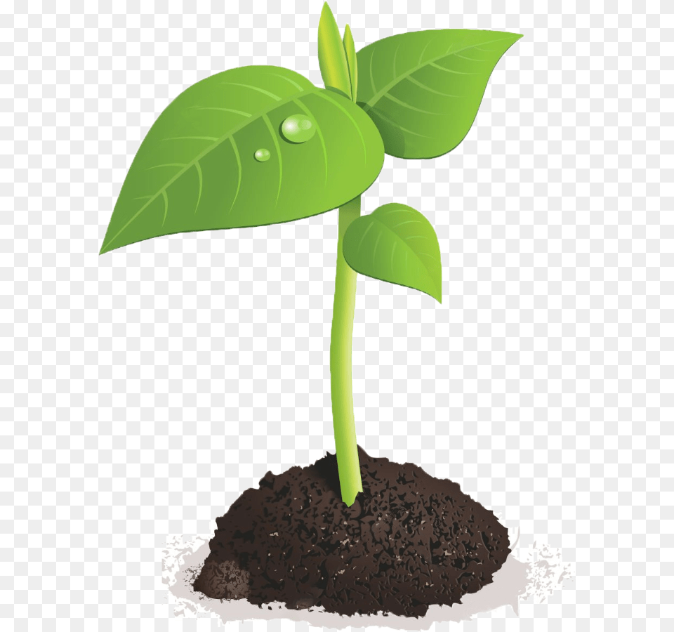 Green Sprout Bean Plant Transparent Background, Leaf, Soil Png