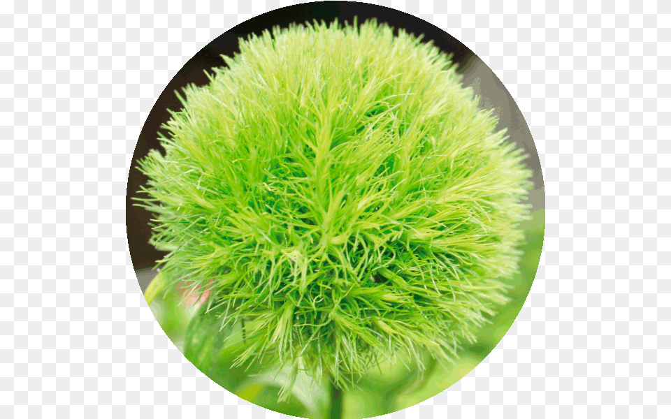 Green Sun Ball Flower, Moss, Plant, Grass, Vegetation Png Image