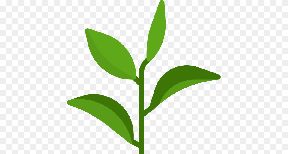 Green Tea, Herbal, Herbs, Leaf, Plant Png