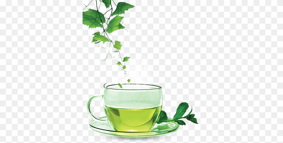 Green Tea Clipart Cup Of Green Tea Quotes, Beverage, Green Tea, Herbal, Herbs Free Png