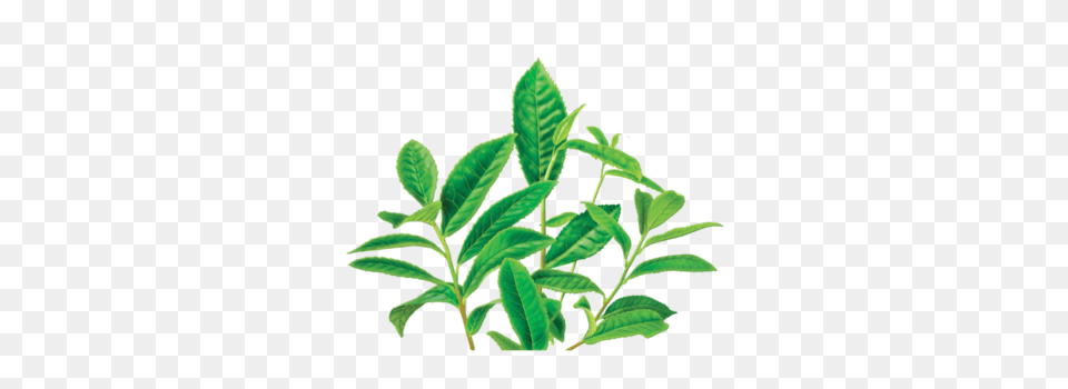 Green Tea Decaf Herbal Supplement Herbal Teas, Beverage, Leaf, Plant, Green Tea Free Png Download