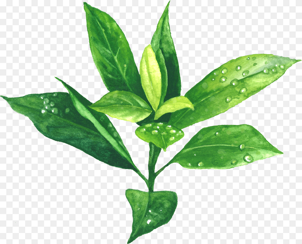 Green Tea Garden Of Life, Plant, Leaf, Herbs, Herbal Free Transparent Png