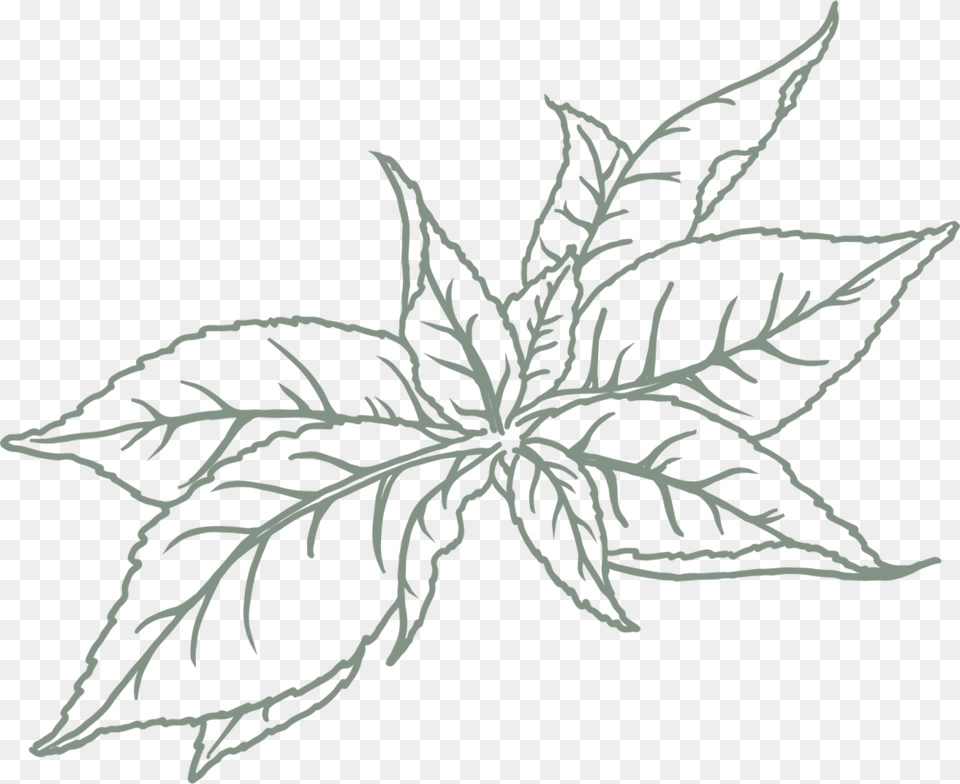 Green Tea Hedychium Coronarium, Leaf, Plant, Stencil, Pattern Free Png