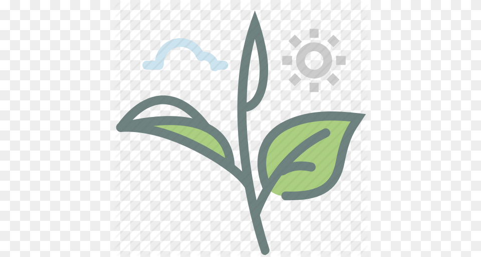 Green Tea Herb Leaf Leaves Matcha Tea Tea Leaves Icon, Flower, Plant Free Png Download