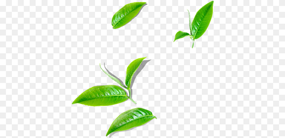 Green Tea Illustration, Beverage, Leaf, Plant, Green Tea Png Image