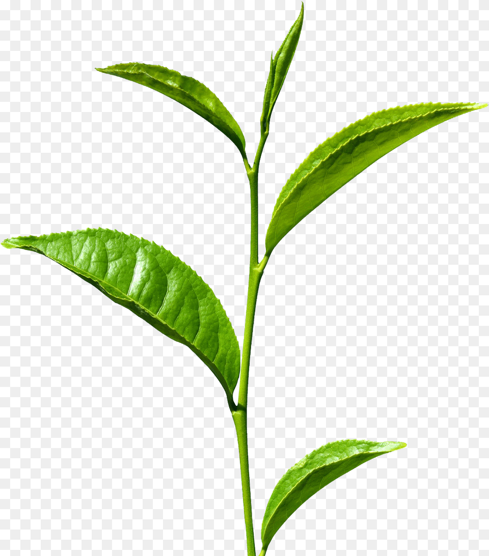 Green Tea Images Green Tea Leaf, Beverage, Green Tea, Plant Png