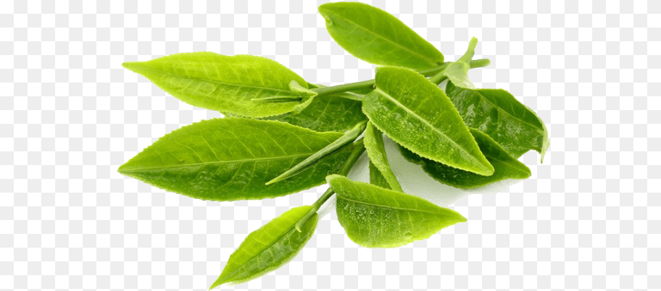 Green Tea Leaf, Beverage, Green Tea, Plant, Herbal Free Transparent Png