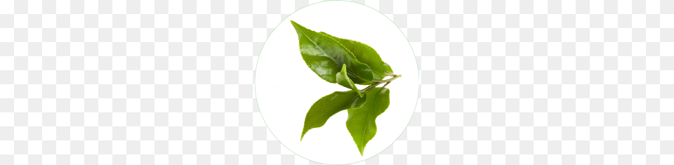 Green Tea Leaf Extract In Skin Care, Plant, Beverage, Green Tea, Herbal Png Image