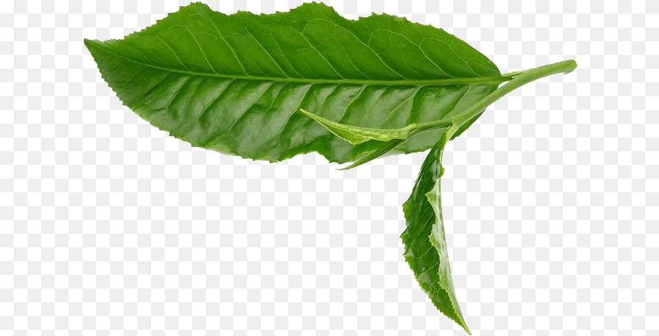Green Tea Leaf White Green Tea Leaves, Plant, Beverage, Green Tea Free Transparent Png