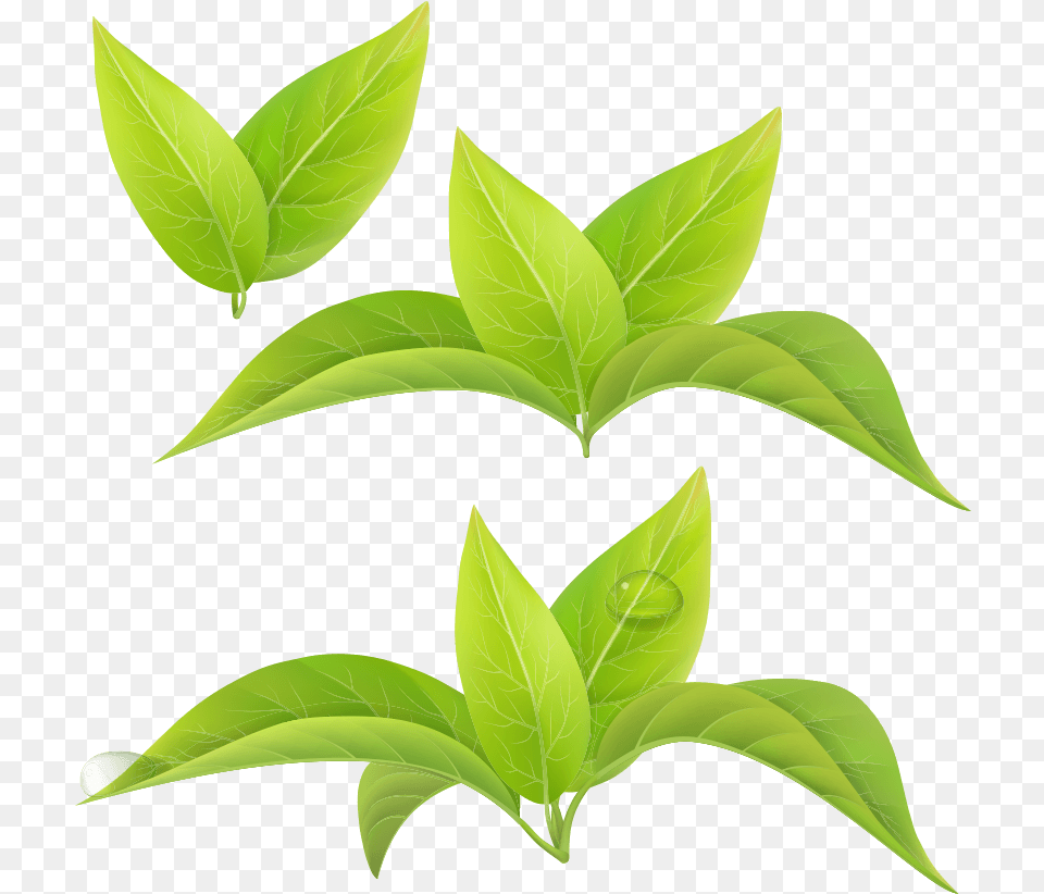 Green Tea Leaf White Tea Matcha Leaf Green Tea, Plant, Beverage, Green Tea Free Transparent Png