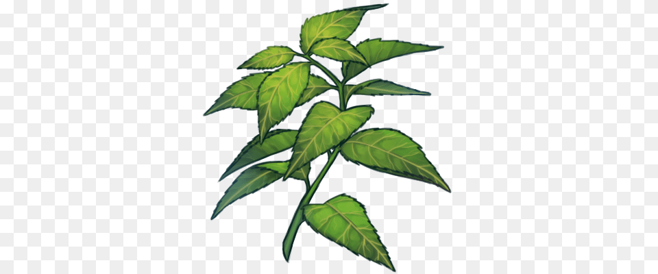 Green Tea Leaves, Leaf, Plant, Tree, Herbs Free Transparent Png