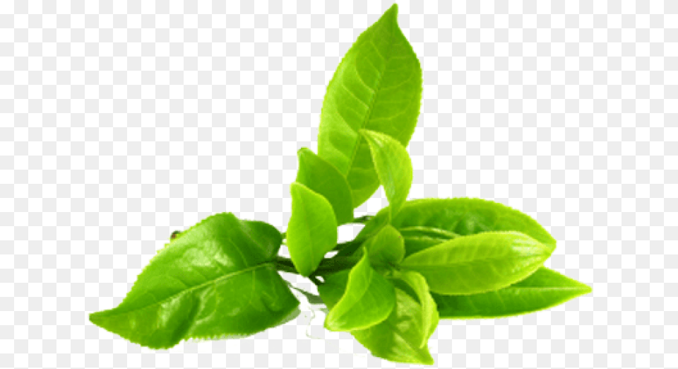 Green Tea Leaves, Beverage, Green Tea, Leaf, Plant Free Png Download