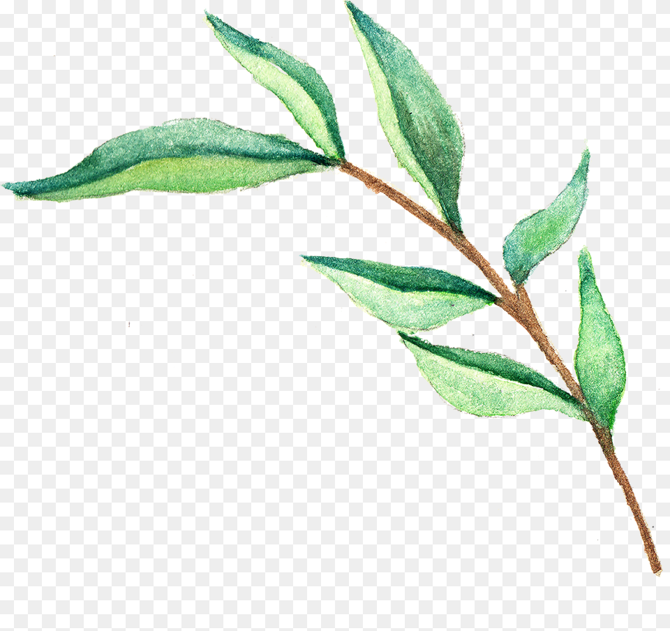 Green Tea Leaves, Herbal, Herbs, Leaf, Plant Png Image