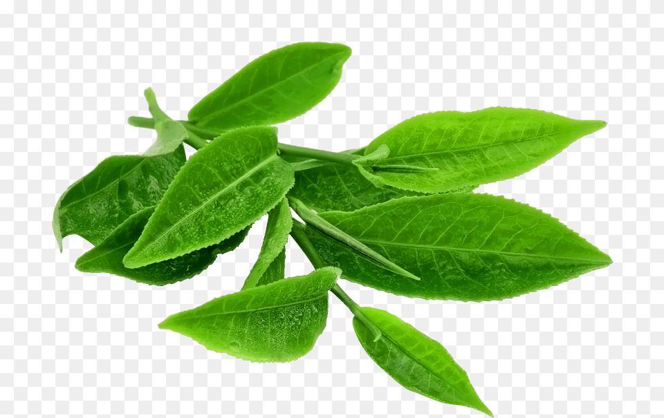 Green Tea Leaves, Herbal, Herbs, Leaf, Plant Free Png