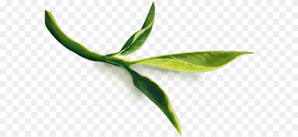 Green Tea Leaves For Kids White Tea Leaves, Beverage, Leaf, Plant, Green Tea Png Image