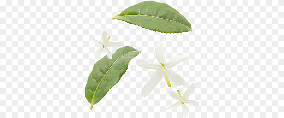 Green Tea Leaves Jasmine Flowers Jasmine Tea Leaf, Flower, Plant, Petal, Animal Png Image