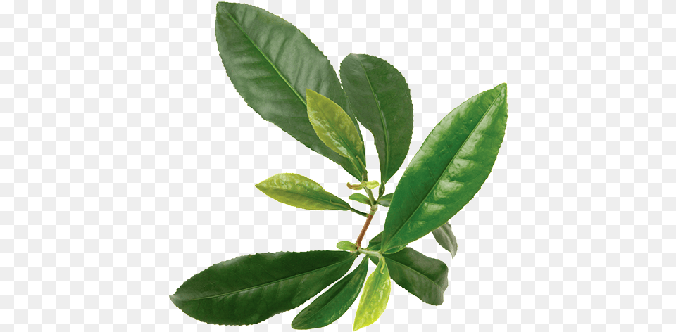 Green Tea Plant, Leaf, Beverage, Annonaceae, Green Tea Png