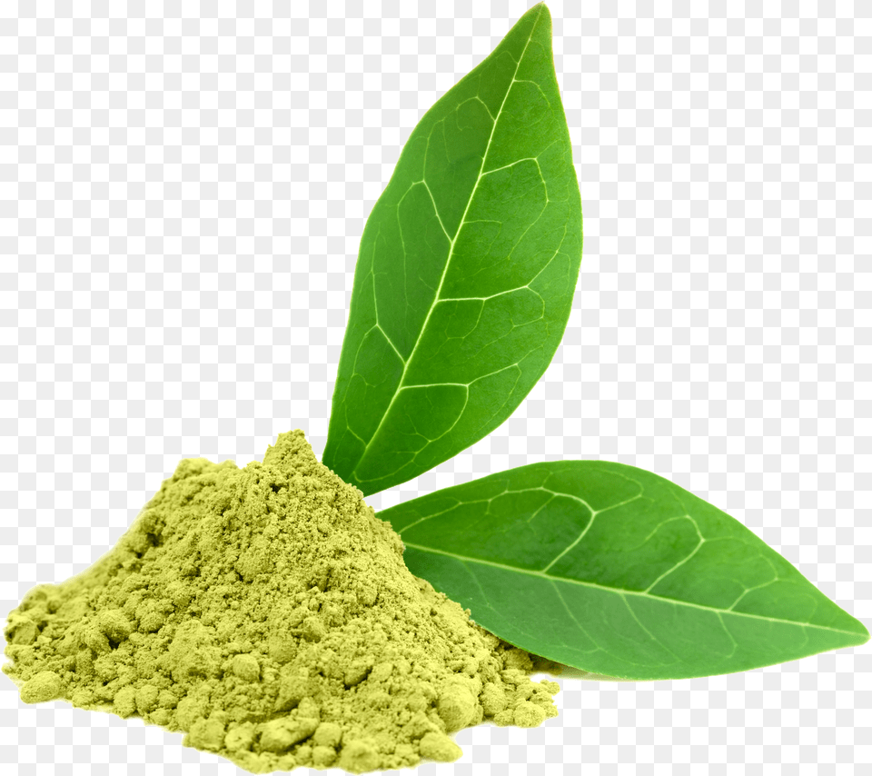 Green Tea Powder, Leaf, Plant Free Transparent Png