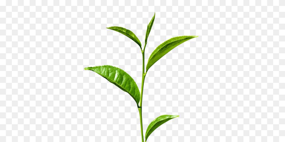 Green Tea S, Beverage, Green Tea, Plant, Leaf Free Png