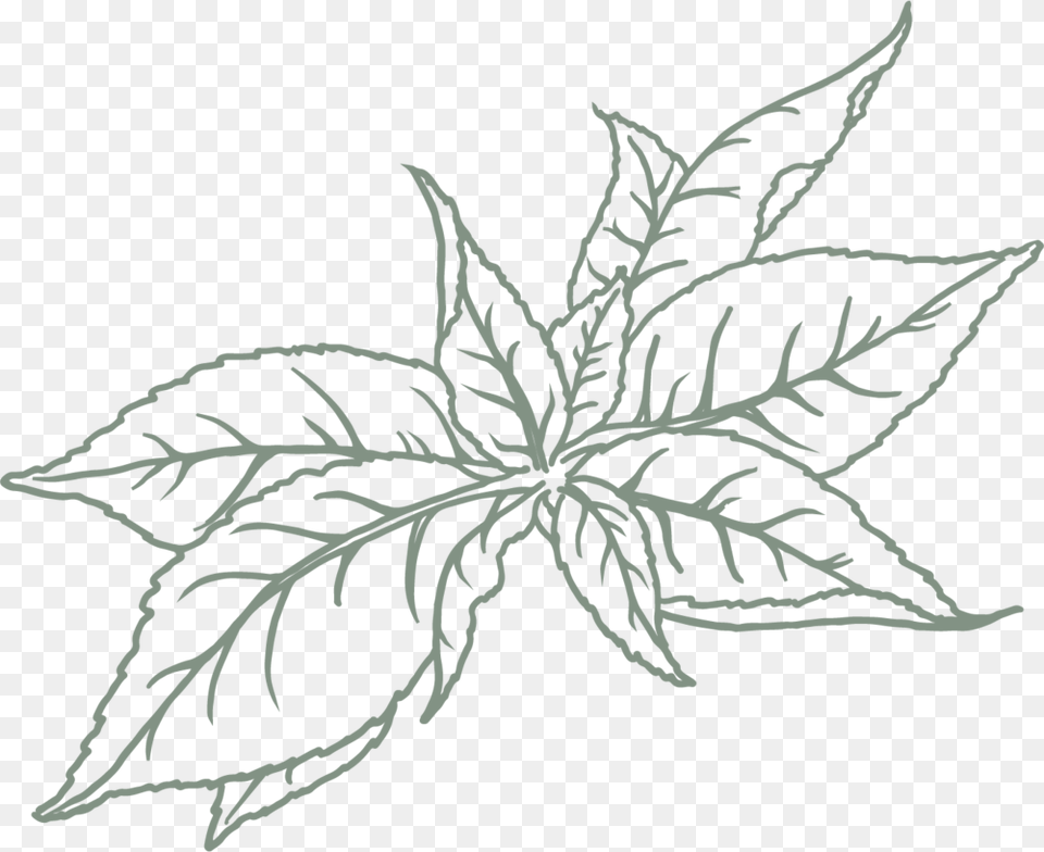 Green Tea Sketch, Leaf, Plant, Stencil, Pattern Free Transparent Png