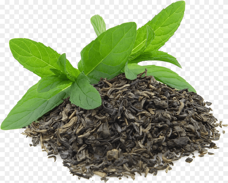 Green Tea Transparent Background Transparent Transparent Background Green Tea Leaf, Herbs, Plant, Herbal, Mint Png
