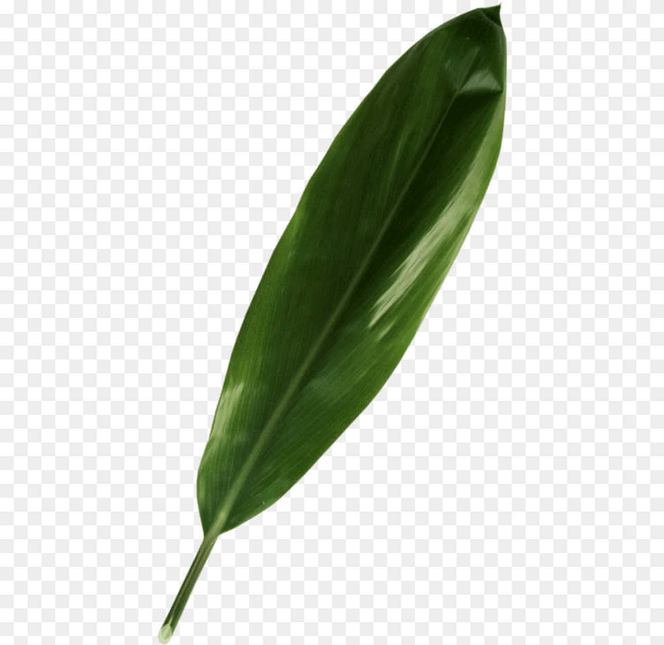 Green Ti Leaf Daphne, Plant, Flower Free Png Download