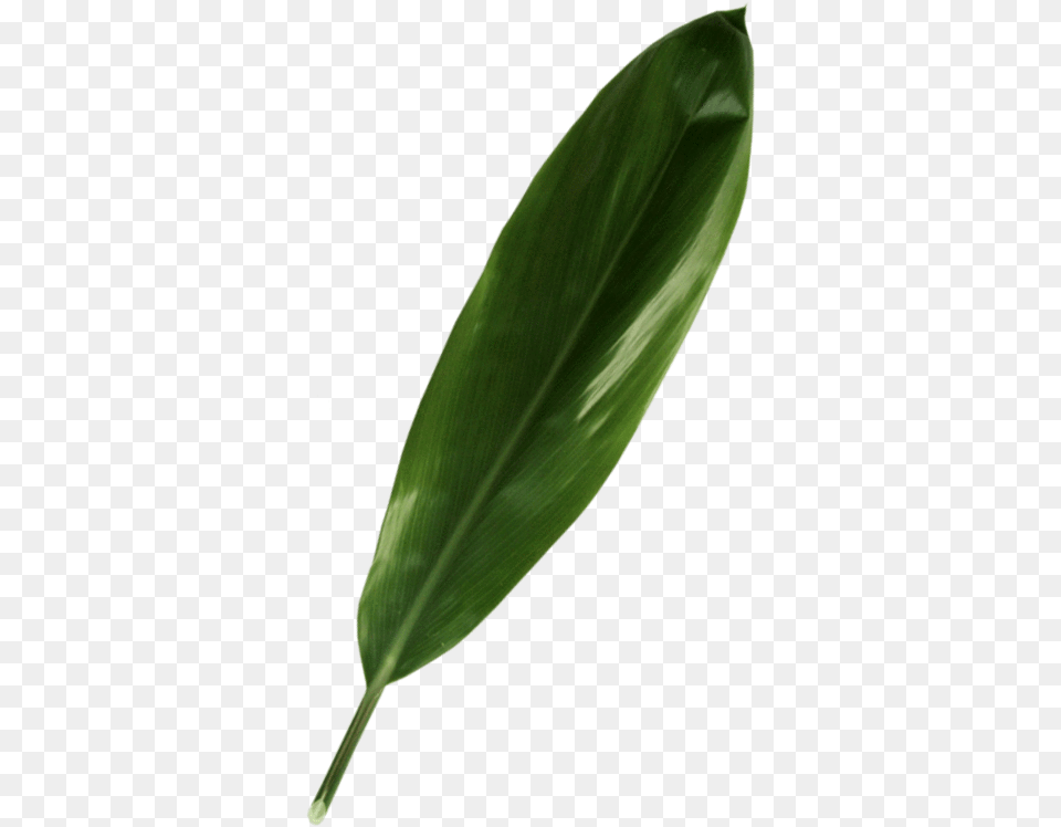 Green Ti Leaf Leaf, Plant, Flower Free Png