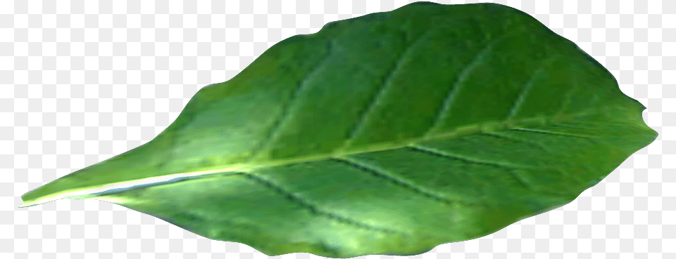 Green Tobacco Leaf Alone Photo Tobacco Leaf No Background, Plant Free Png