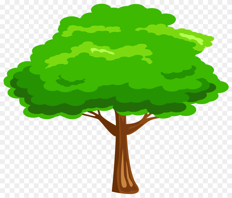 Green Tree, Plant, Sycamore, Oak, Vegetation Free Png Download