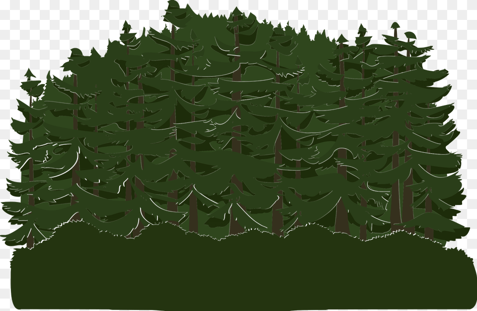 Green Tree Crown Clipart, Conifer, Vegetation, Plant, Pine Free Transparent Png