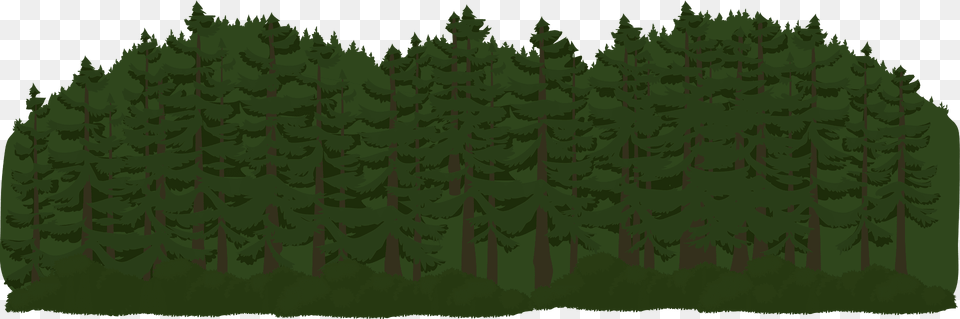 Green Tree Crown Clipart, Conifer, Vegetation, Plant, Pine Png