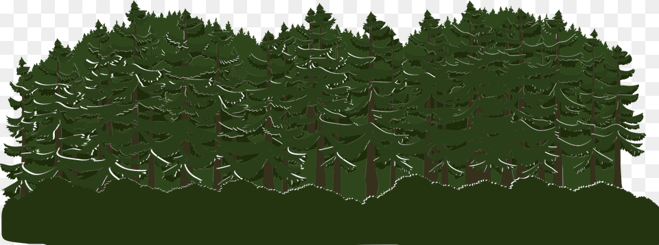 Green Tree Crown Clipart, Conifer, Vegetation, Plant, Pine Free Png