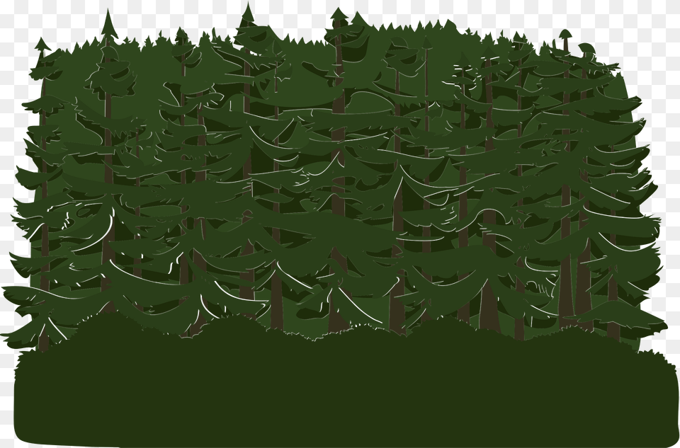 Green Tree Crown Clipart, Conifer, Vegetation, Plant, Pine Png