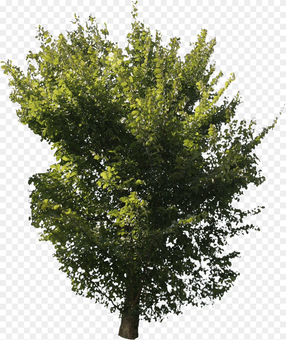 Green Tree Cut Out People Trees And Leaves River Birch Free Png Download