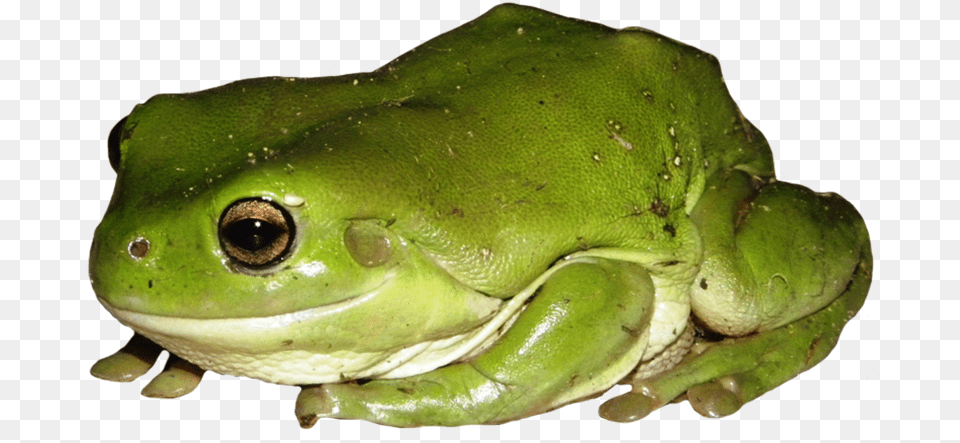 Green Tree Frog Clipart Frog, Amphibian, Animal, Wildlife, Tree Frog Free Png