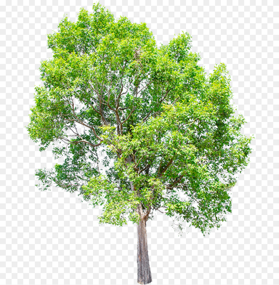 Green Tree Icon Trees Transparent Background Sketch, Maple, Oak, Plant, Sycamore Free Png
