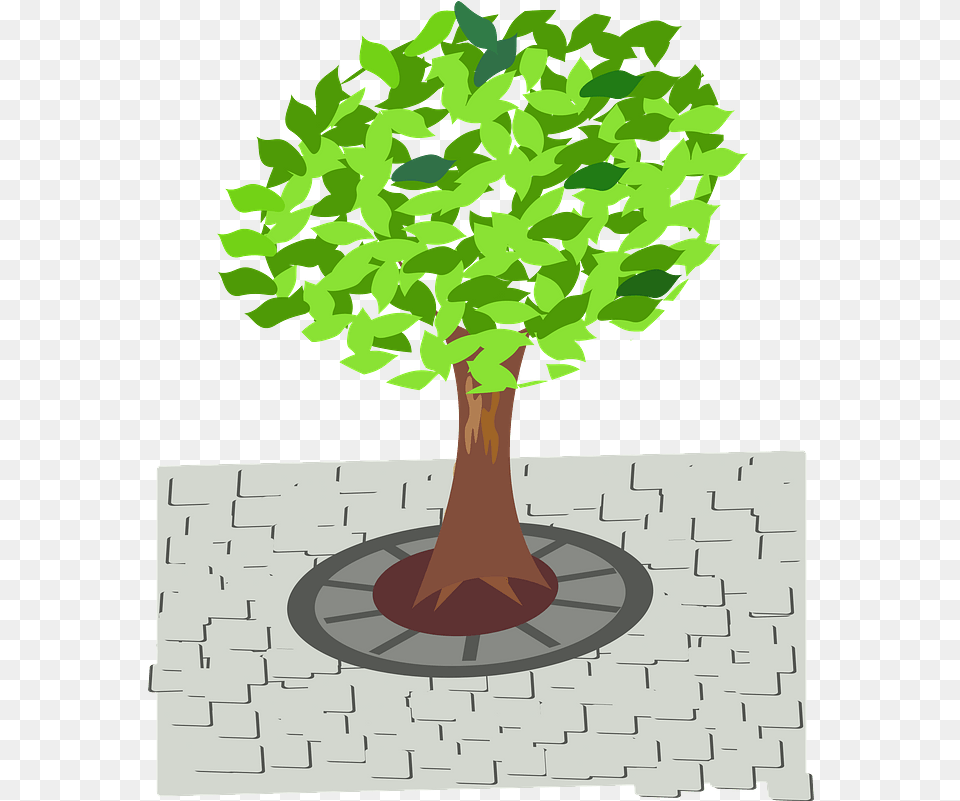 Green Tree In The Sidewalk Clipart Download Street Tree Clipart, Plant, Potted Plant, Path, Tree Trunk Png Image