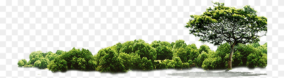 Green Tree Jungle Hd Free Clipart Jungle Tree Free, Grass, Vegetation, Sycamore, Plant Png