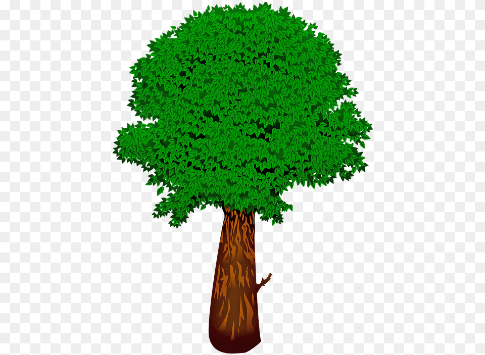 Green Tree Leaves Summer Arboles Genealogicos Sin Nombres, Plant, Vegetation, Grove, Land Free Png