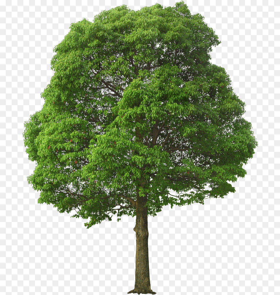 Green Tree Tree, Oak, Plant, Sycamore, Tree Trunk Free Png Download