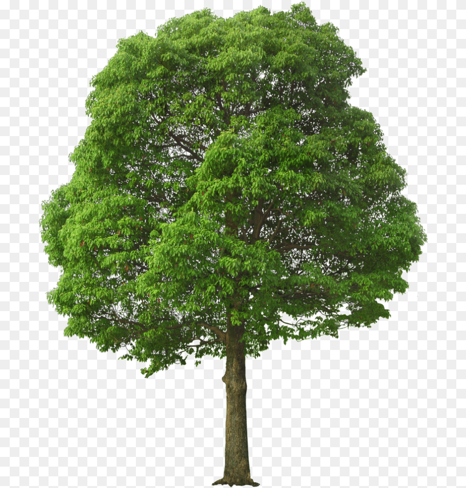 Green Tree Tree, Oak, Plant, Sycamore, Tree Trunk Free Transparent Png