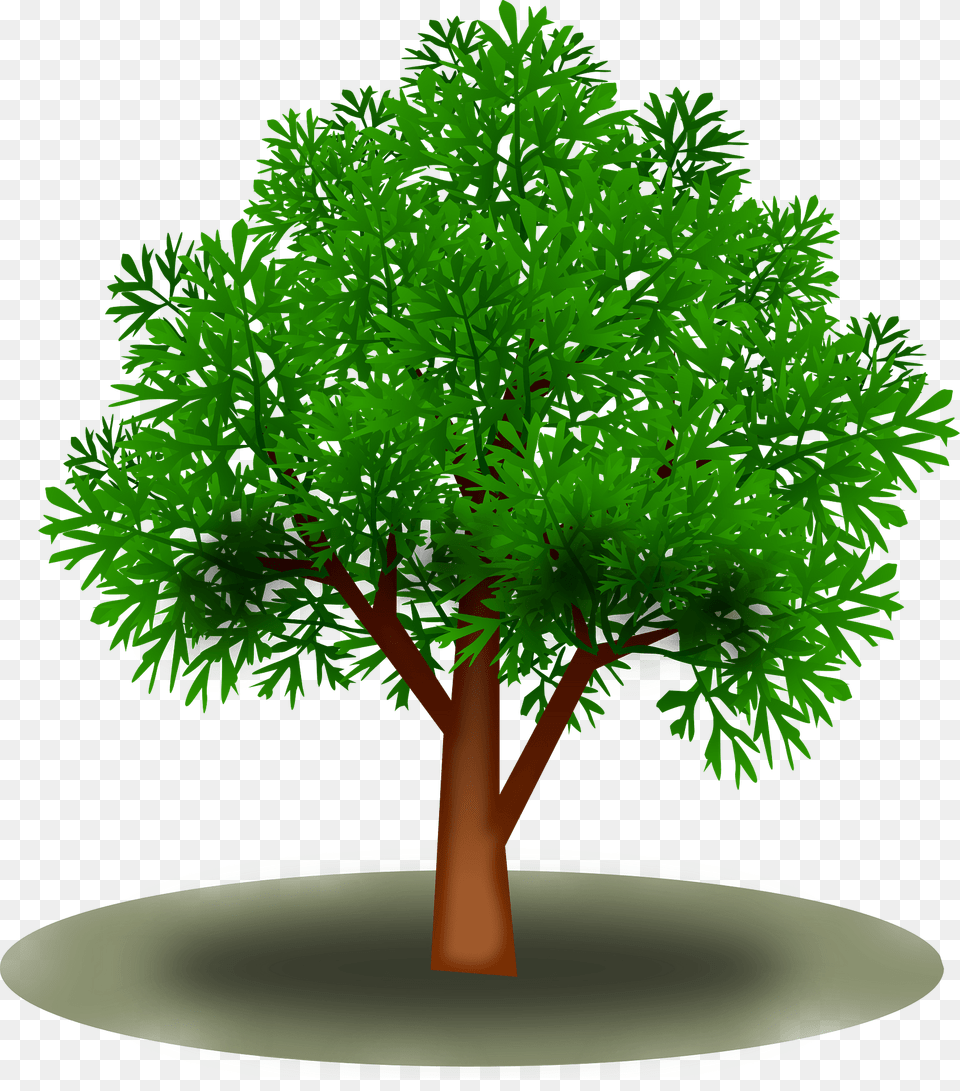 Green Tree With Leaves Clipart, Plant, Conifer, Vegetation Png