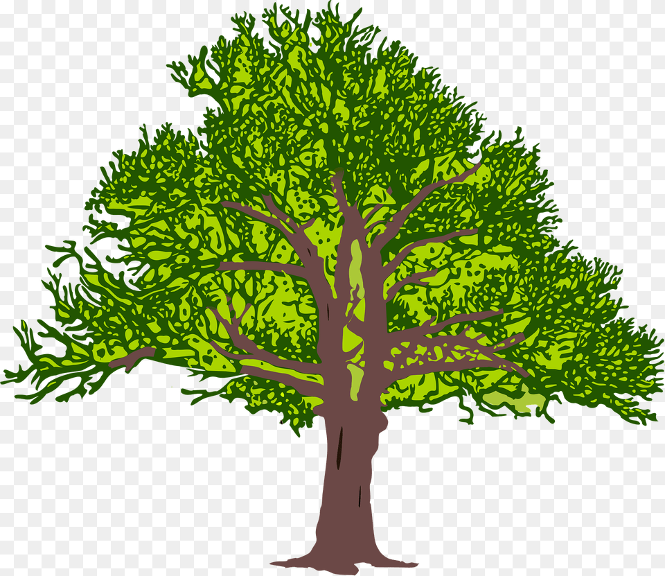 Green Tree With Leaves Clipart, Oak, Plant, Sycamore, Vegetation Png