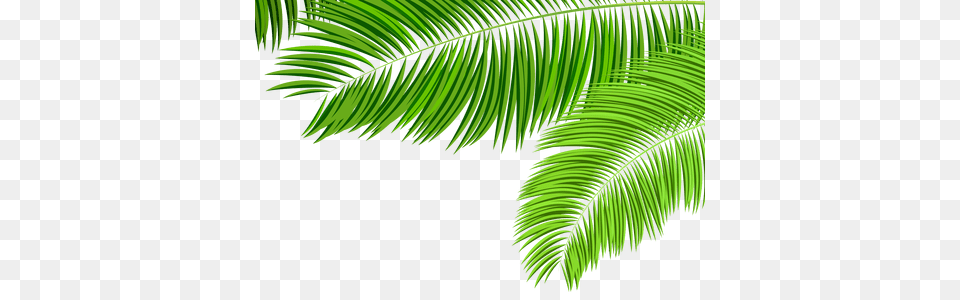 Green Tropical Leaf K Pictures Full Clip Art Palm Tree Leaves, Fern, Plant, Vegetation, Nature Free Transparent Png