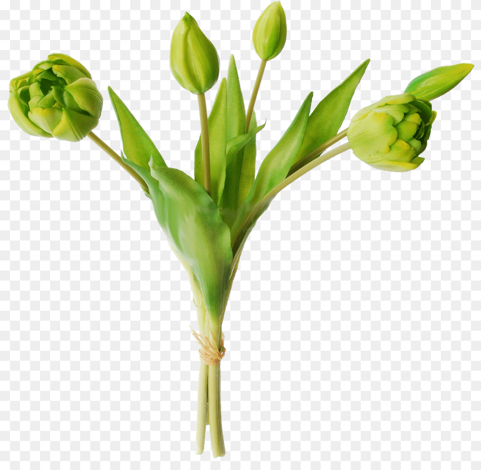 Green Tulips, Bud, Flower, Leaf, Plant Png